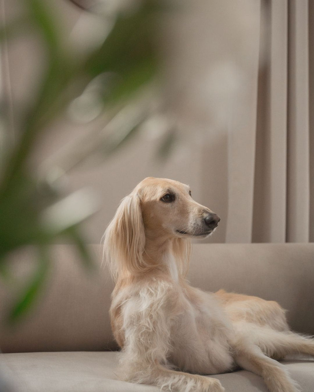 Ein langhaariger Hund liegt auf einem beigen Sofa mit Vorhängen im Hintergrund.